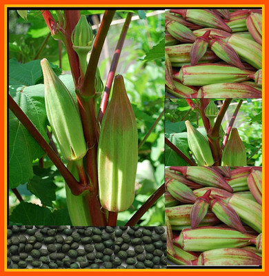 Qualtivate RES-1A Okra - Red Burgundy Seed(350 per packet)