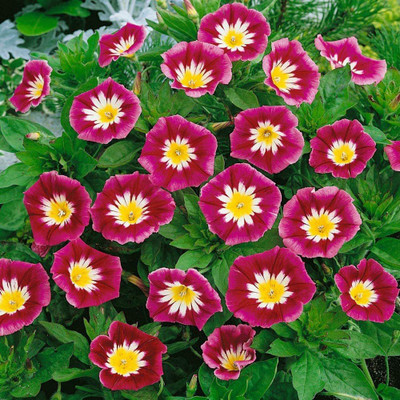 CYBEXIS KGF -37 - Morning Glory Ensign Red - (900 Seeds) Seed(900 per packet)