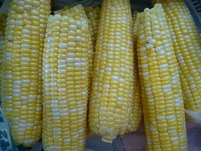 Qualtivate HUA-3A Sweet Corn Seed (Butter & Sugar Bi-color) Seed(400 per packet)