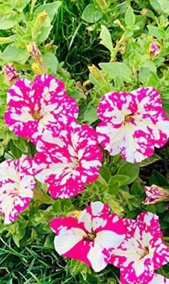 Qualtivate XLR-102 Petunia Hanging Flower Seeds Dwarf Seed(50 per packet)