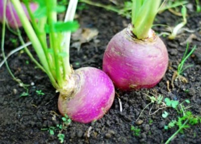 Aywal Turnip Shalgam White Purple Seed(10000 per packet)