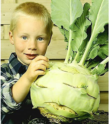 CYBEXIS Good Germination Giant Kohlrabi Seeds1000 Seeds Seed(1000 per packet)