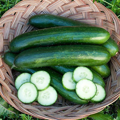 Quentova GREEN FINGER CUCUMBER SEEDS-PUAS-10P Seed(300 per packet)