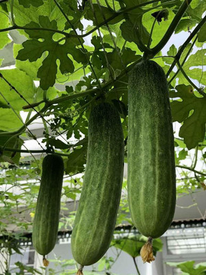 LPR CUCUMBER ,KHIRA Seed(30 per packet)
