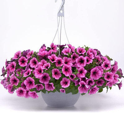 Qualtivate GUA-196 Petunia Seeds - Easy Wave Rose Fusion Seed(50 per packet)