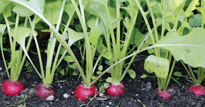 XOLDA Organic red round radish Seed(26 per packet)