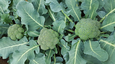 WILLVINE HUA-53 Broccolini Broccoli Seed Seed(400 per packet)