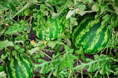BDSresolve Watermelon seeds PACK OF 32 Seed(32 per packet)
