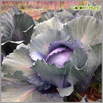 WILLVINE HUA -XI RED Cabbage Imported [25g] Seed(7500 per packet)