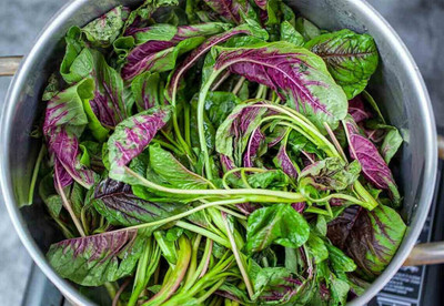 Quentova Red Leaf Amaranth tricolor Spinach-NDIR-7T Seed(250 per packet)