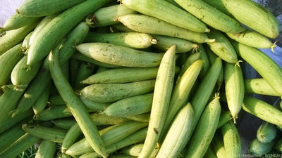 Qualtivate PUA-1A Hybrid Sponge Gourd Seed Seed(50 per packet)