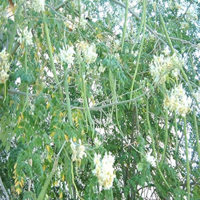 ibains Sajana seeds Seed(134 per packet)