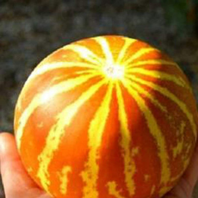 CYBEXIS Rare Viable Fast-Growing Easy Planting Mini Pumpkin Seeds Vegetable 400 Seeds Seed(400 per packet)