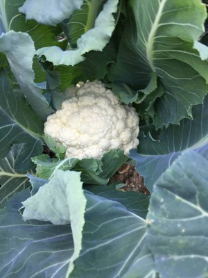 SaaHeli white cauliflower,gobhee seeds Seed(55 per packet)