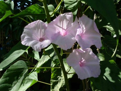 CEYA Ipomoea Carnea— Bush morning-glory Seed(100 per packet)