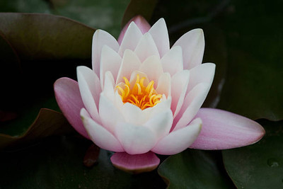 AAM lotus,kamal gatta Seed(11 per packet)