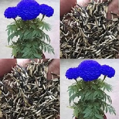 Qualtivate NDIR-655 Blue Marigold Flower Seeds Seed(500 per packet)