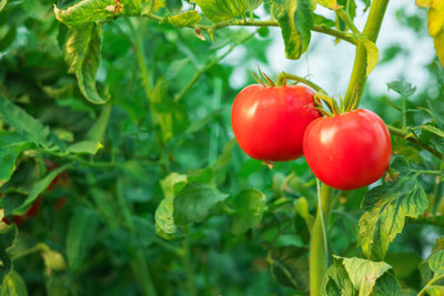 BRIJWASI tomato Seed(80 per packet)