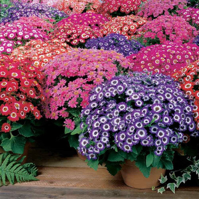 Lorvox Cineraria Mix Colour Hybrid Flower Seed(50 per packet)