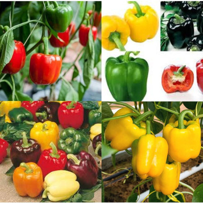 ibains Capcicum combo seeds shimla mirchi pack of 20 Seed(20 per packet)