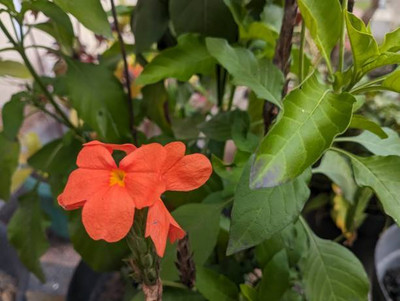 JDM Store kanakambaram-firecracker-crossandra Seed(25 per packet)
