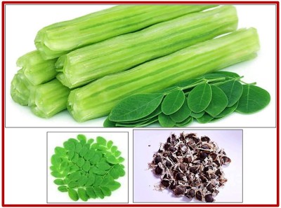 VibeX GBPUT-44 - Drumstick Moringa Oleifera - (450 Seeds) Seed(450 per packet)