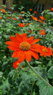 MWHY Tithonia Red Flower Seed(25 per packet)