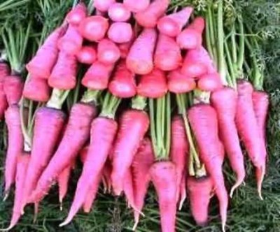 CYBEXIS Pusa Yamdagini Carrot Variety 4000 Seeds Seed(4000 per packet)