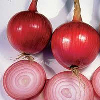 VibeX ® VXI-552 Southport Red Globe Onion Seeds Seed(1000 per packet)