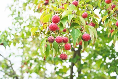 MAA LITCHI,LICHEE,LYCHEE Seed(10 per packet)