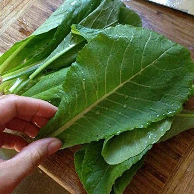 VibeX XLL-52 - Mustard Spinach Komatsuna Tendergreen - (750 Seeds) Seed(750 per packet)