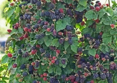 Oliver mulberry(shahatoot) Seed(47 per packet)