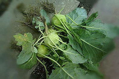 Aywal Fast Germination Knol Khol,Kholrabi Seed(2000 per packet)