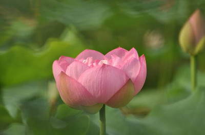 Us deepar lotus,kamal gatta Seed(14 per packet)