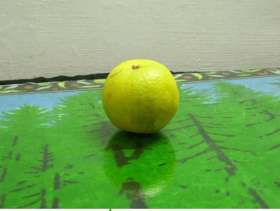 Quentova Mosambi sweet Citrus Limetta seed-VS-7A Seed(15 per packet)