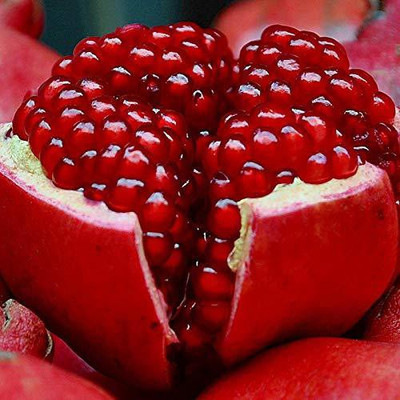CYBEXIS TLX-92 - Pomegranate Fruit Tree - (270 Seeds) Seed(270 per packet)