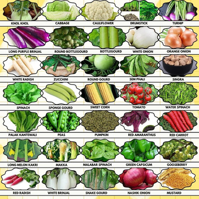Greenery Hub 35 Vegetable Seed Collection for Home Gardens Seed(35 per packet)