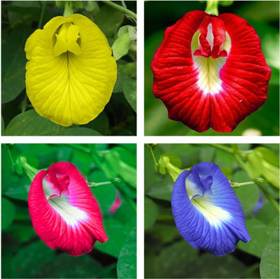 SeedsVally Aparajita hybrid and good quality flower plant seed+pack of 25plus Seed(25 per packet)