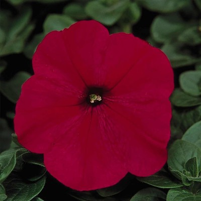 VibeX LX-13 - Petunia - Madness Series Flower Garden - Red Blooms - (540 Seeds) Seed(540 per packet)
