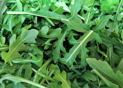 VibeX GBPUT-61 - Arugula Roquette - (2250 Seeds) Seed(2250 per packet)