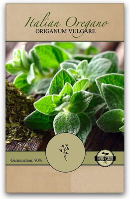 VibeX GBPUT-10 - Oregano Common Italian - (450 Seeds) Seed(450 per packet)