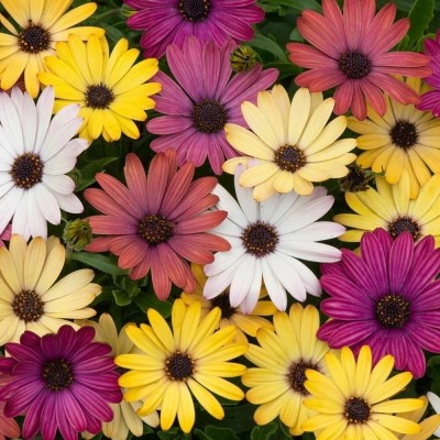 Quentova Dimorphotheca Mix Flower-VK-7B Seed(50 per packet)