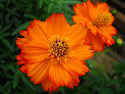 KANAYA Cosmos Yellow Seed(80 per packet)