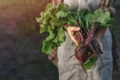 greenfarm Beetroot seeds Chukandar Seeds Redbeet Seed organic ( 120 pcs) bn14 Seed(120 per packet)