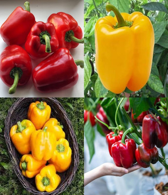 ibains Bell pepper seeds hybrid shimla mirchi beez 32 Seed(32 per packet)