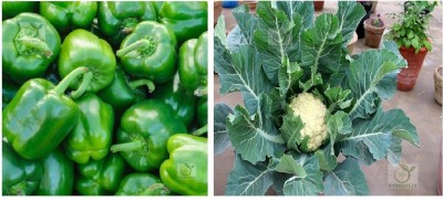 STOREFLIX capsicum green - cauliflower Seed(60 per packet)