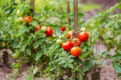 WILLVINE F1 Better Boy Hybrid Tomato Seeds [5g, 1500 Seeds] Seed(1500 per packet)