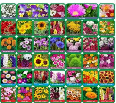 SEEDS EVOLUTION FLOWER COMBO SEEDS Seed(2050 per packet)