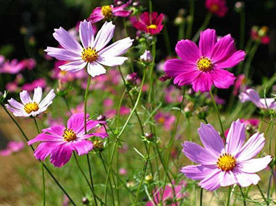 Lorvox Double Click Cranberries' Seeds. Cosmos Cranberries Seed(50 per packet)