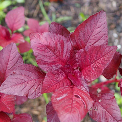 Aywal Red(Amaranthus) Lal Saag Cheera Hybrid Spinach Seed(140 per packet)